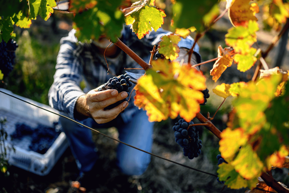 Les métiers du vin : reconversion